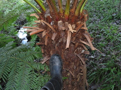 Cyathea dregei