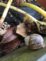 Cornu aspersum