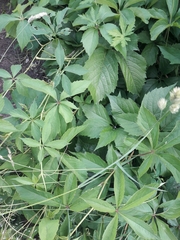 Parthenocissus inserta
