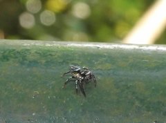 Thiania bhamoensis