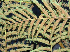 Cyathea dregei