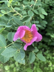 Rosa pendulina