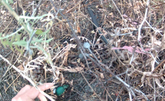 Carabus scabrosus tauricus