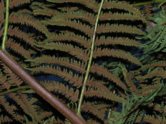 Cyathea dregei