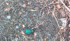 Carabus scabrosus tauricus