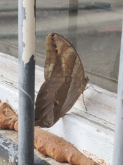 Eryphanis automedon