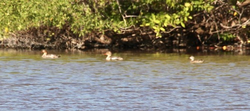Cayo Aguado