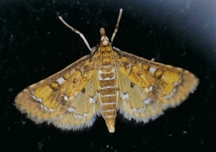 Niphograpta albiguttalis