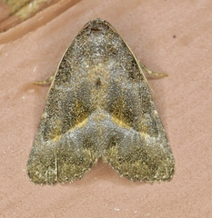 Ogdoconta altura