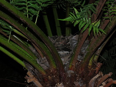Cyathea dregei