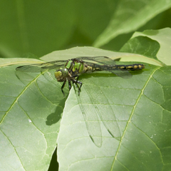 Ophiogomphus