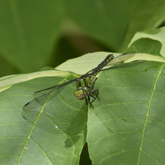 Ophiogomphus