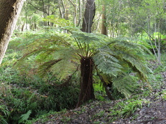Cyathea dregei