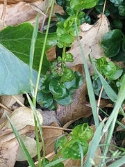 Episyrphus balteatus