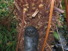Cyathea dregei