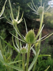 Dipsacus fullonum