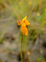 Utricularia simulans