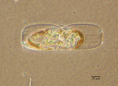 Plagiotropis lepidoptera