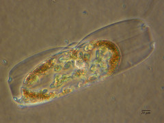 Plagiotropis lepidoptera