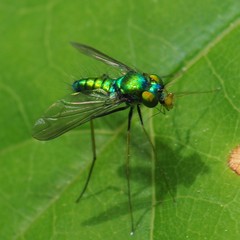 Condylostylus comatus