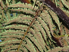 Cyathea dregei