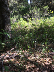 Elymus glaucus