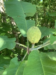 Magnolia macrophylla