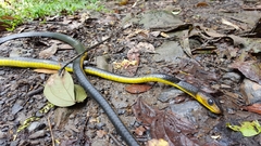 Chironius multiventris