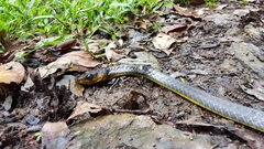 Chironius multiventris