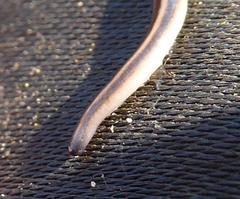 Othelosoma hepaticarum