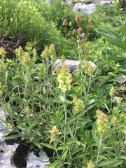 Sideritis hyssopifolia