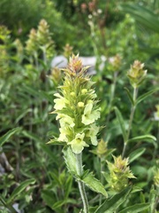 Sideritis hyssopifolia