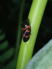 Okiscarta uchidae