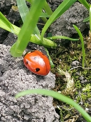 Coccinella septempunctata