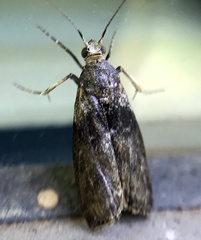 Sciota subcaesiella