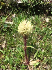Campanula thyrsoides