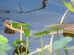 Nerodia erythrogaster