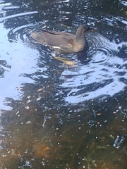 Gallinula chloropus