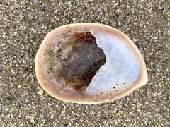 Crepidula onyx