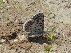 Euphilotes heracleoides