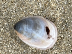 Crepidula onyx