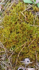 Hypnum cupressiforme lacunosum