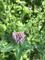 Trifolium pratense