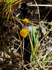 Utricularia simulans
