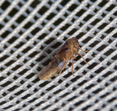 Metidiocerus rutilans