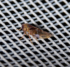 Metidiocerus rutilans