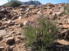 Portulacaria fruticulosa