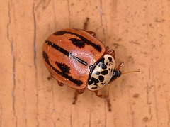 Mulsantina hudsonica
