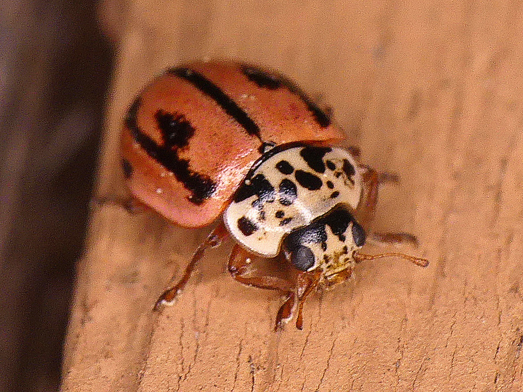 Hudsonian Ladybird