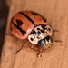 Hudsonian Ladybird - Photo (c) Stuart Tingley, some rights reserved (CC BY-NC), uploaded by Stuart Tingley